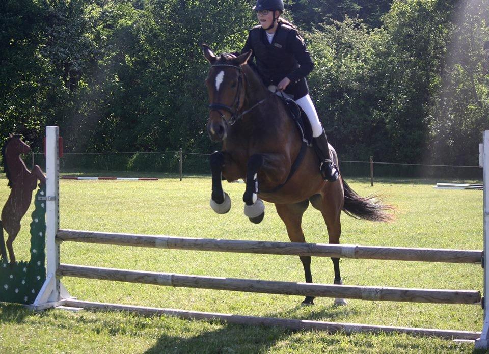 Dansk Varmblod Bakkegaarden's jasmin billede 7