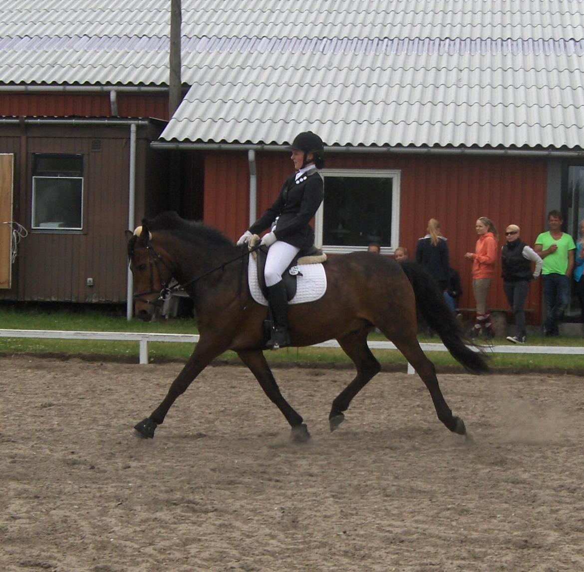 Anden særlig race Balou - Middeltrav! LA 1 i mod heste! billede 12