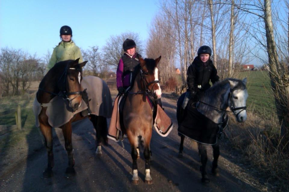 Dansk Varmblod Bakkegaarden's jasmin - På tur med Matilde og perfect og Pernille og Sputnik<3 billede 13