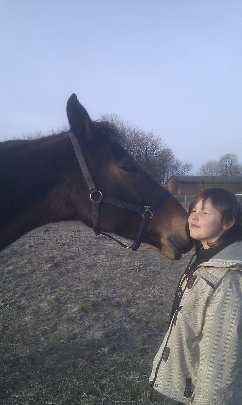 Dansk Varmblod Bakkegaarden's jasmin billede 18