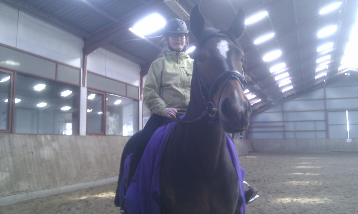 Dansk Varmblod Bakkegaarden's jasmin billede 17