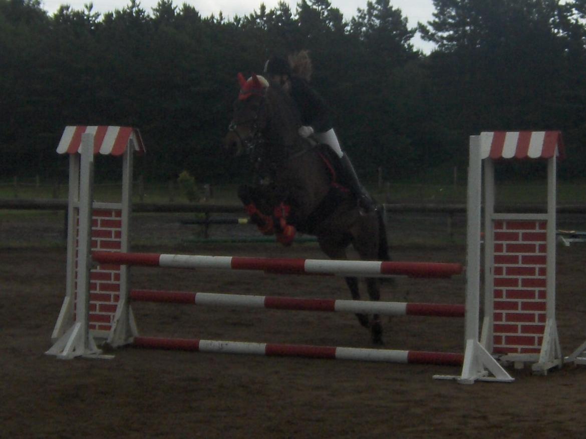 Anden særlig race Balou - LC for heste - 1 meter! Fejlfri og 3 sek fra 1 pladsen! billede 15