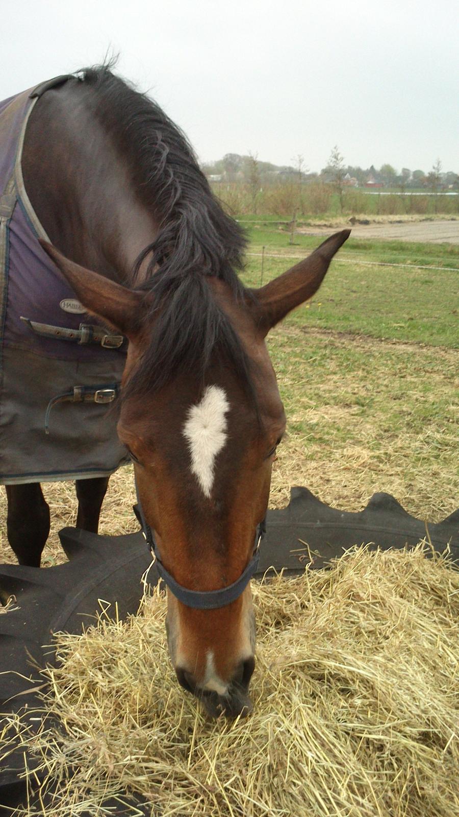 Dansk Varmblod Bakkegaarden's jasmin billede 19