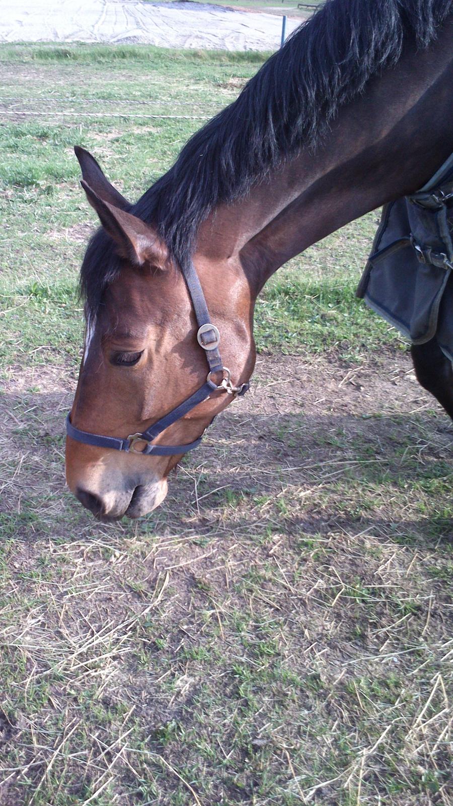 Dansk Varmblod Bakkegaarden's jasmin billede 15