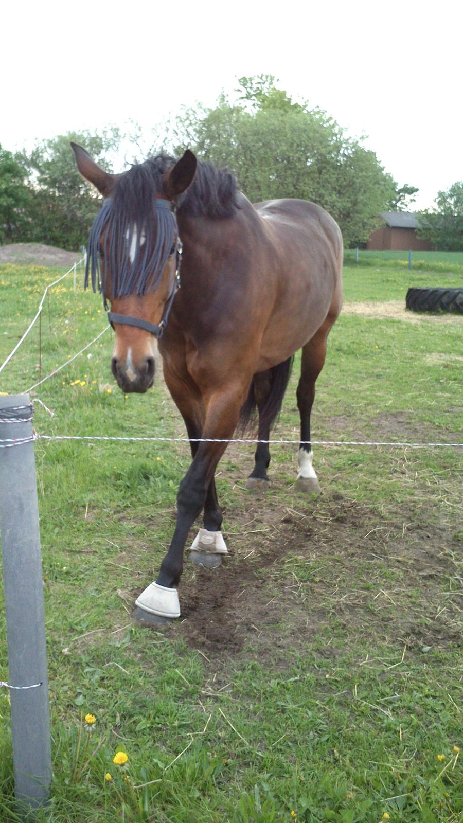 Dansk Varmblod Bakkegaarden's jasmin - Tikfis<3 billede 20