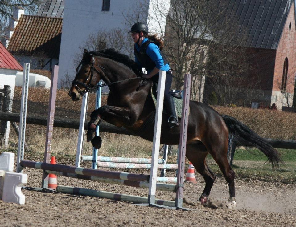 Dansk Varmblod Bakkegaarden's jasmin billede 16