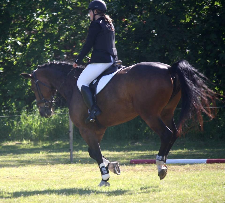Dansk Varmblod Bakkegaarden's jasmin billede 9