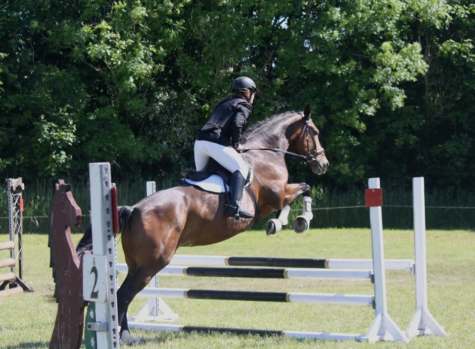 Dansk Varmblod Bakkegaarden's jasmin billede 14