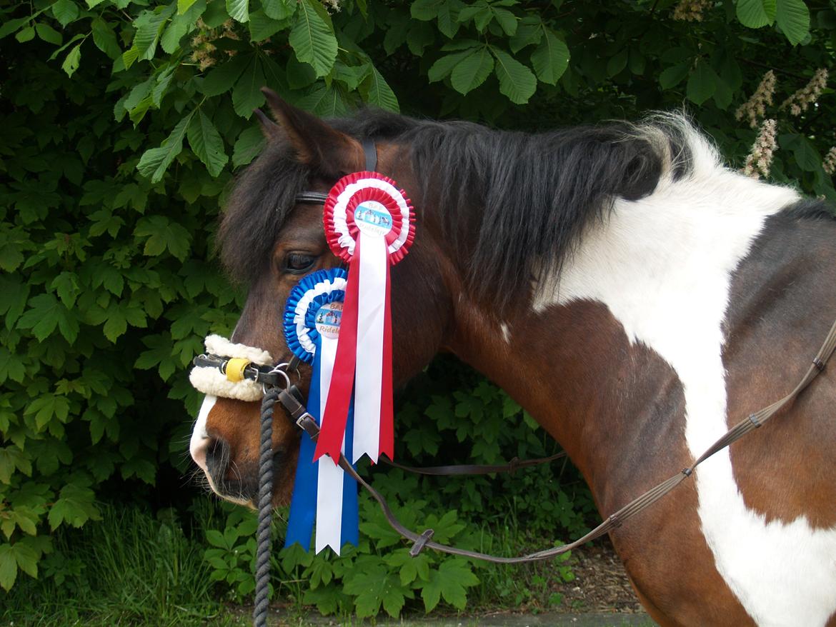 Pinto /Islænder   Futte - Så lækker!<3 billede 20