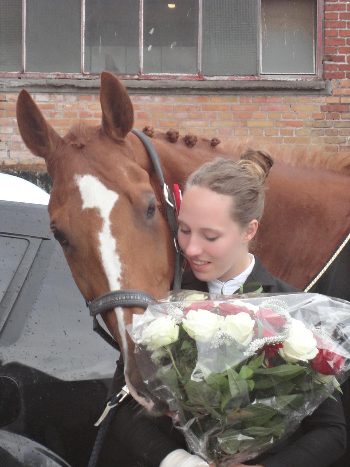 Hollandsk Varmblod Udo - Distriktsmester for hold 2013. Gal hvor jeg elsker den hest :) Foto: Far billede 20