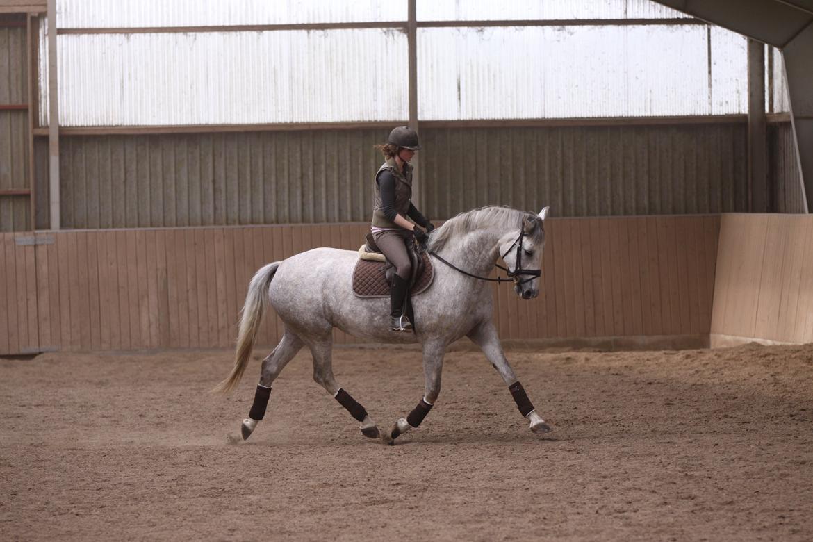 Holstener Bøggild's Lazanta billede 2