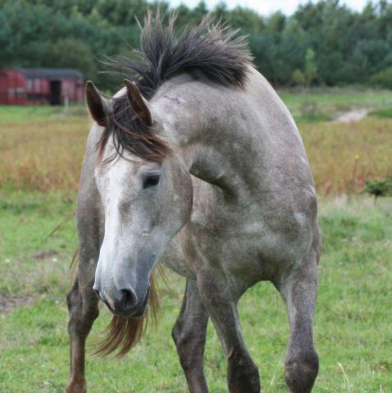 Holstener Bøggild's Lazanta billede 1