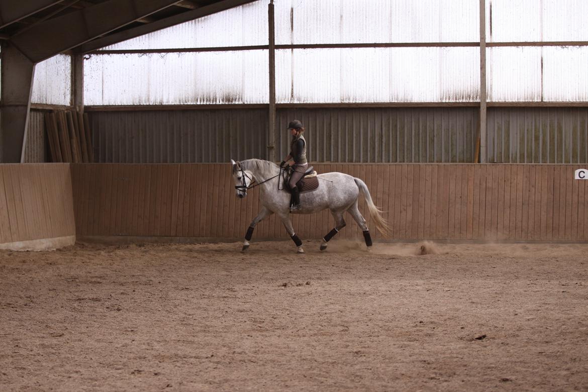 Holstener Bøggild's Lazanta billede 3