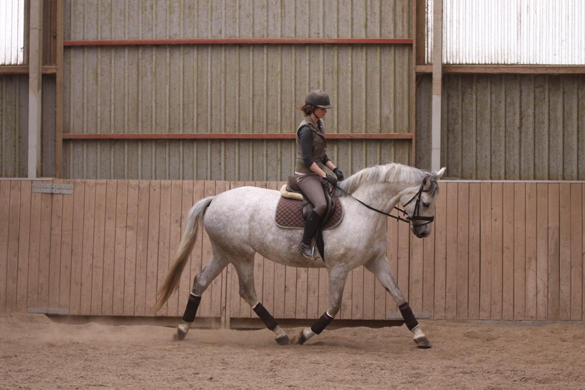 Holstener Bøggild's Lazanta billede 4