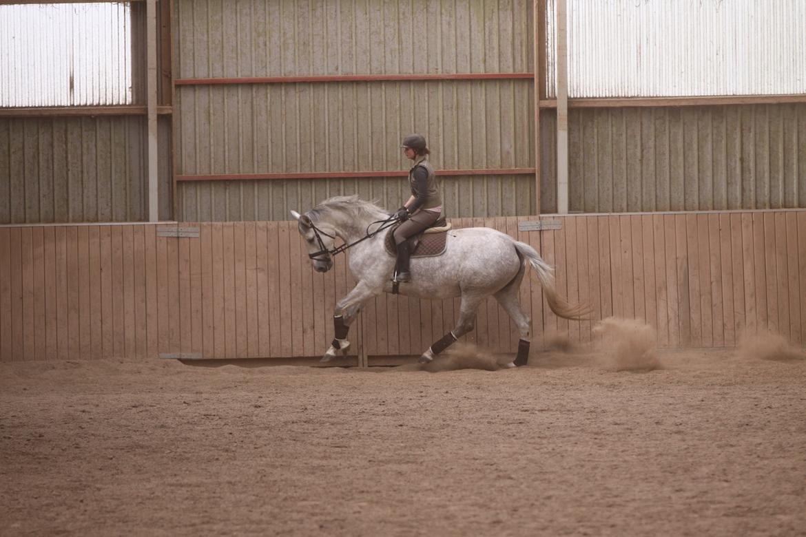 Holstener Bøggild's Lazanta billede 5