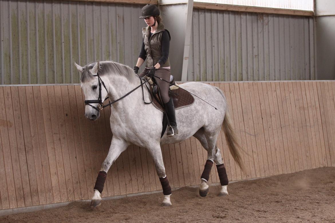 Holstener Bøggild's Lazanta billede 6