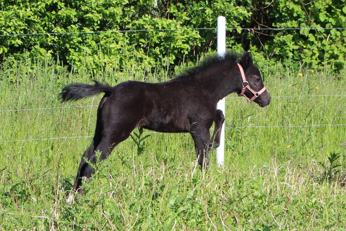 Welsh Mountain (sec A) Laibeks Liva billede 5