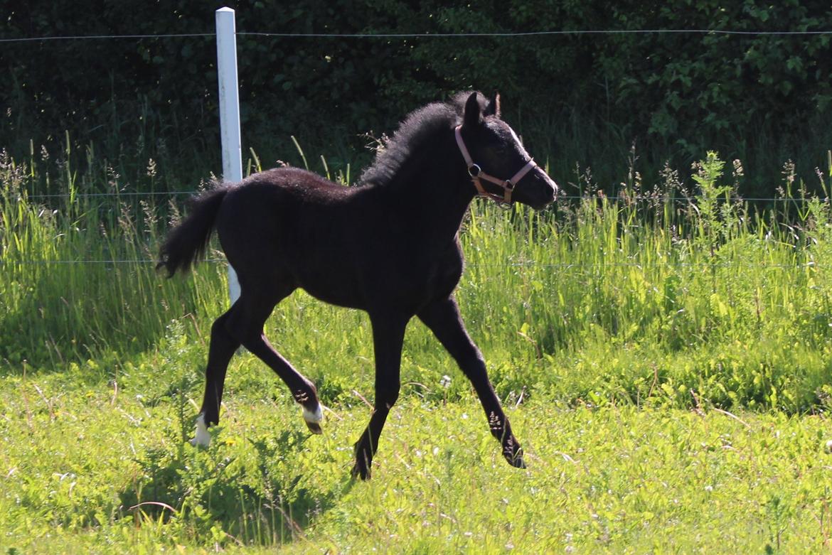 Welsh Mountain (sec A) Laibeks Liva billede 6