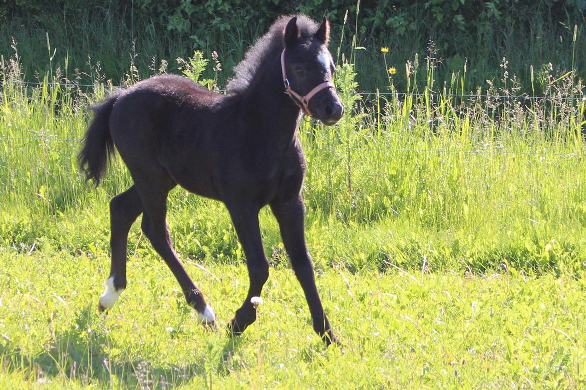 Welsh Mountain (sec A) Laibeks Liva billede 7