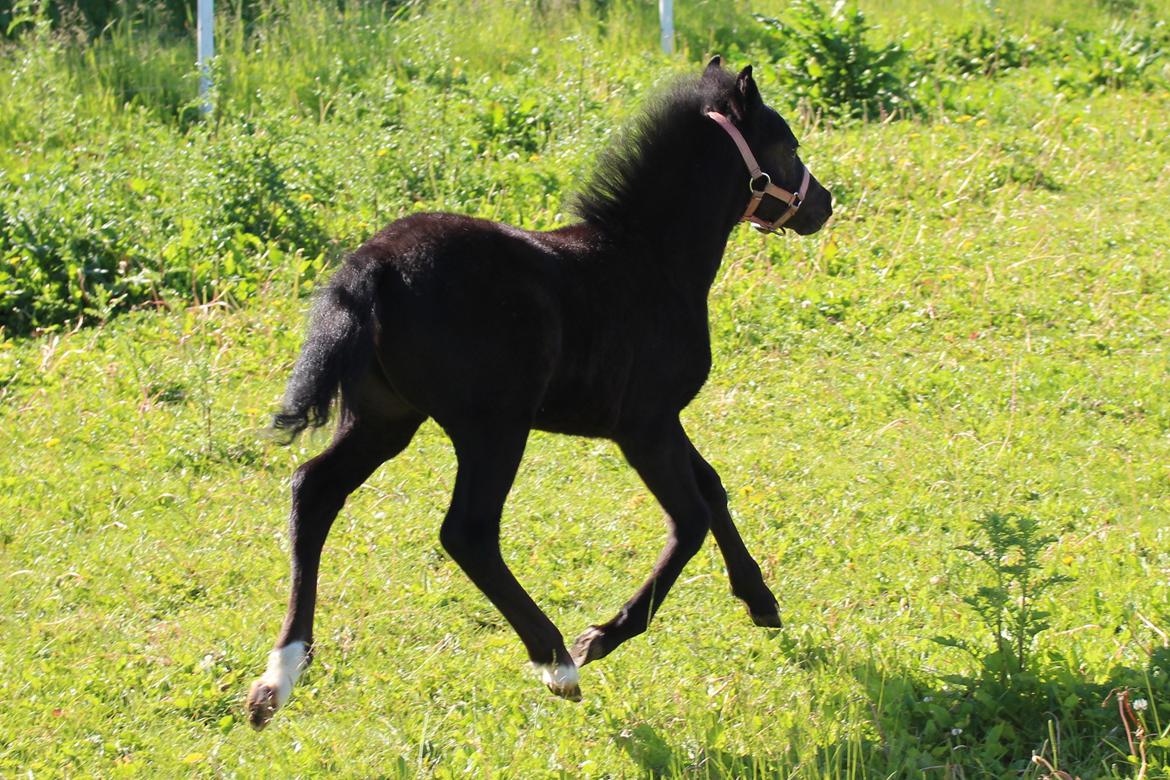 Welsh Mountain (sec A) Laibeks Liva billede 8