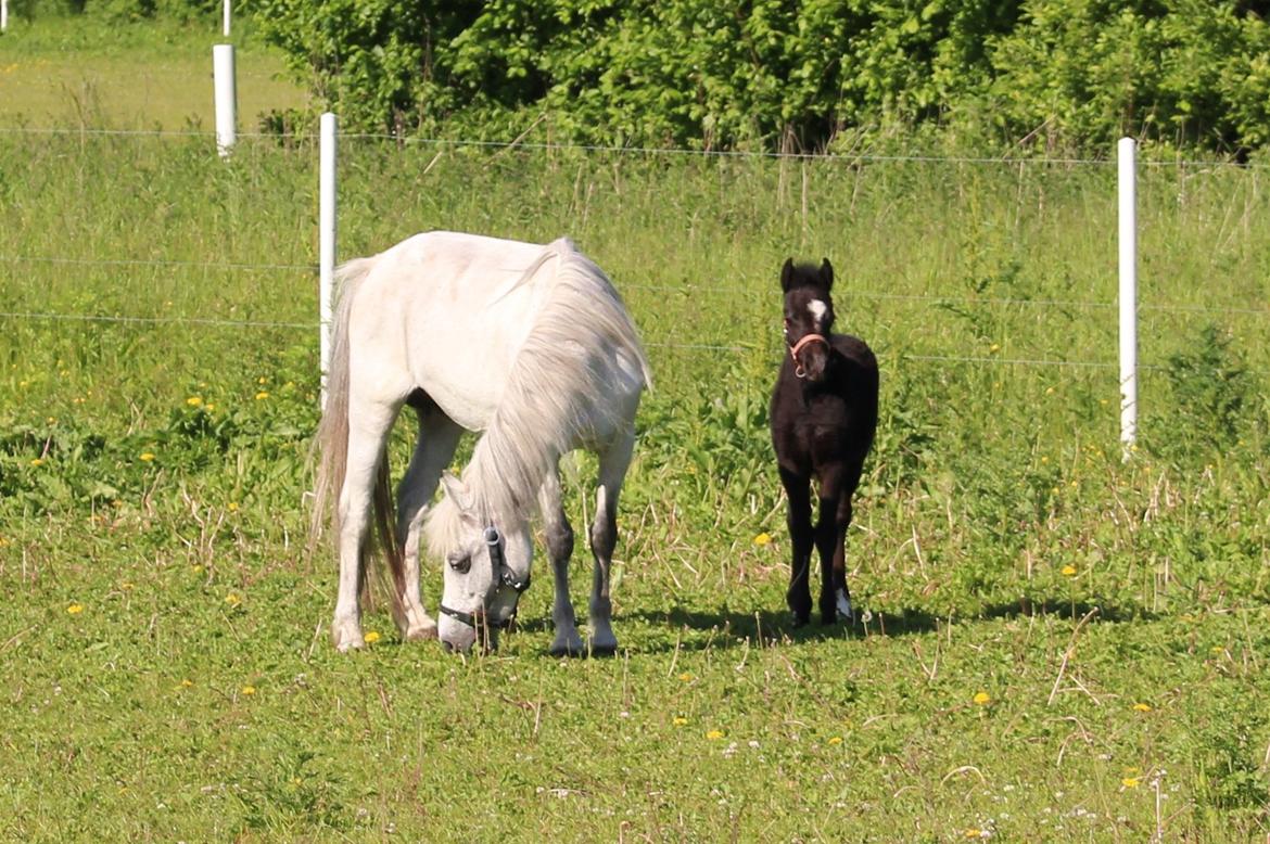 Welsh Mountain (sec A) Laibeks Liva billede 9