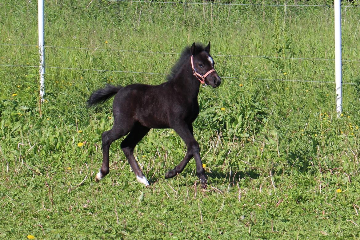 Welsh Mountain (sec A) Laibeks Liva billede 10