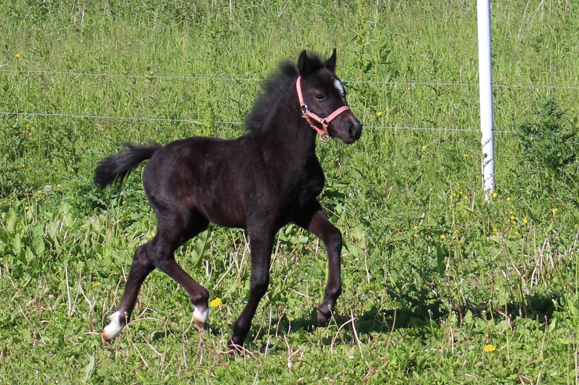 Welsh Mountain (sec A) Laibeks Liva billede 4