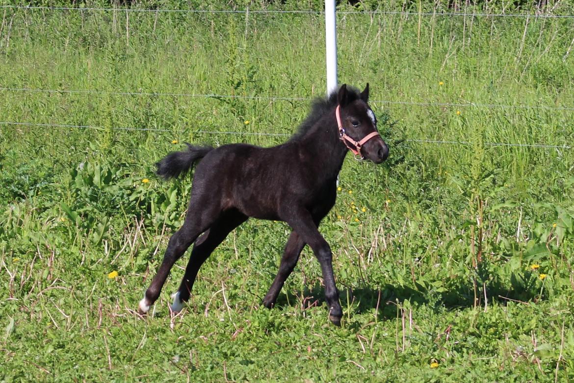 Welsh Mountain (sec A) Laibeks Liva billede 11