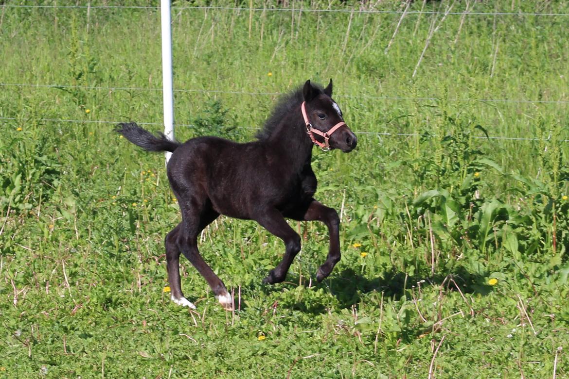 Welsh Mountain (sec A) Laibeks Liva billede 13