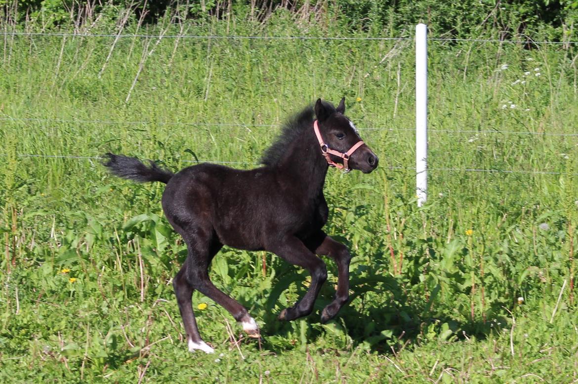 Welsh Mountain (sec A) Laibeks Liva billede 14