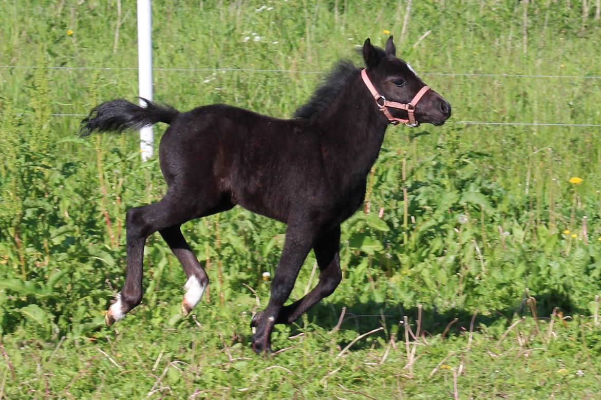 Welsh Mountain (sec A) Laibeks Liva billede 15