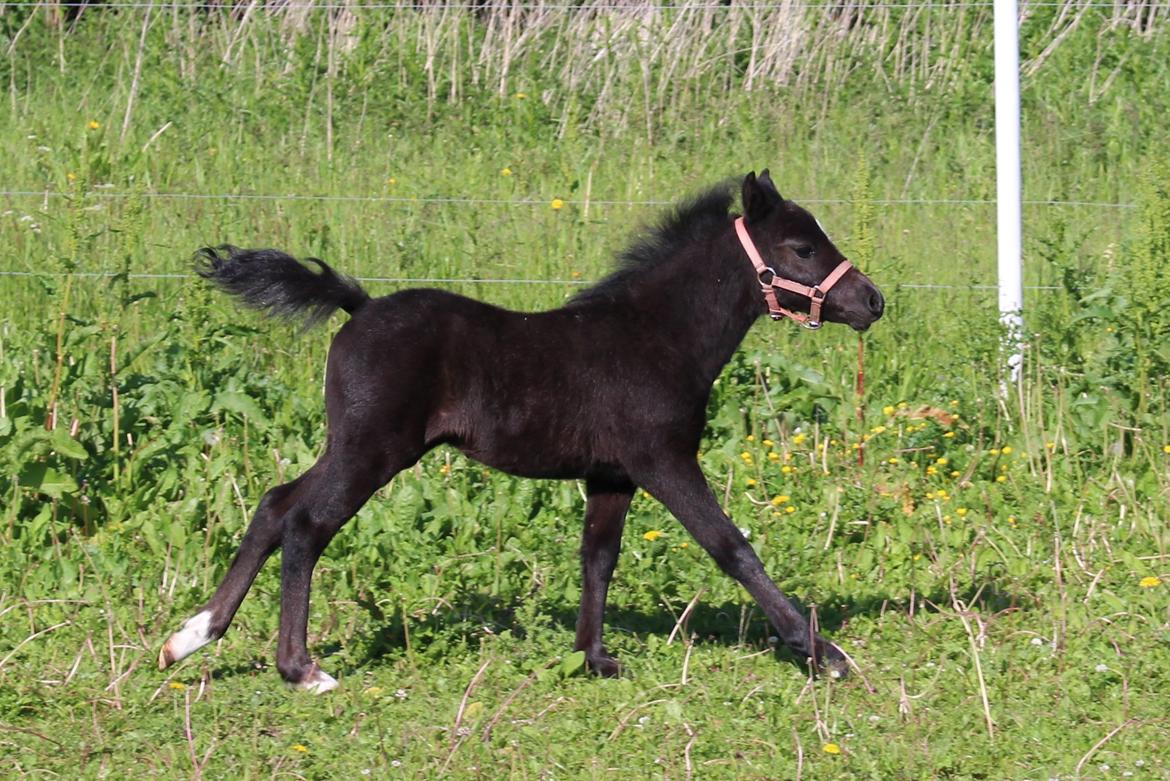 Welsh Mountain (sec A) Laibeks Liva billede 16