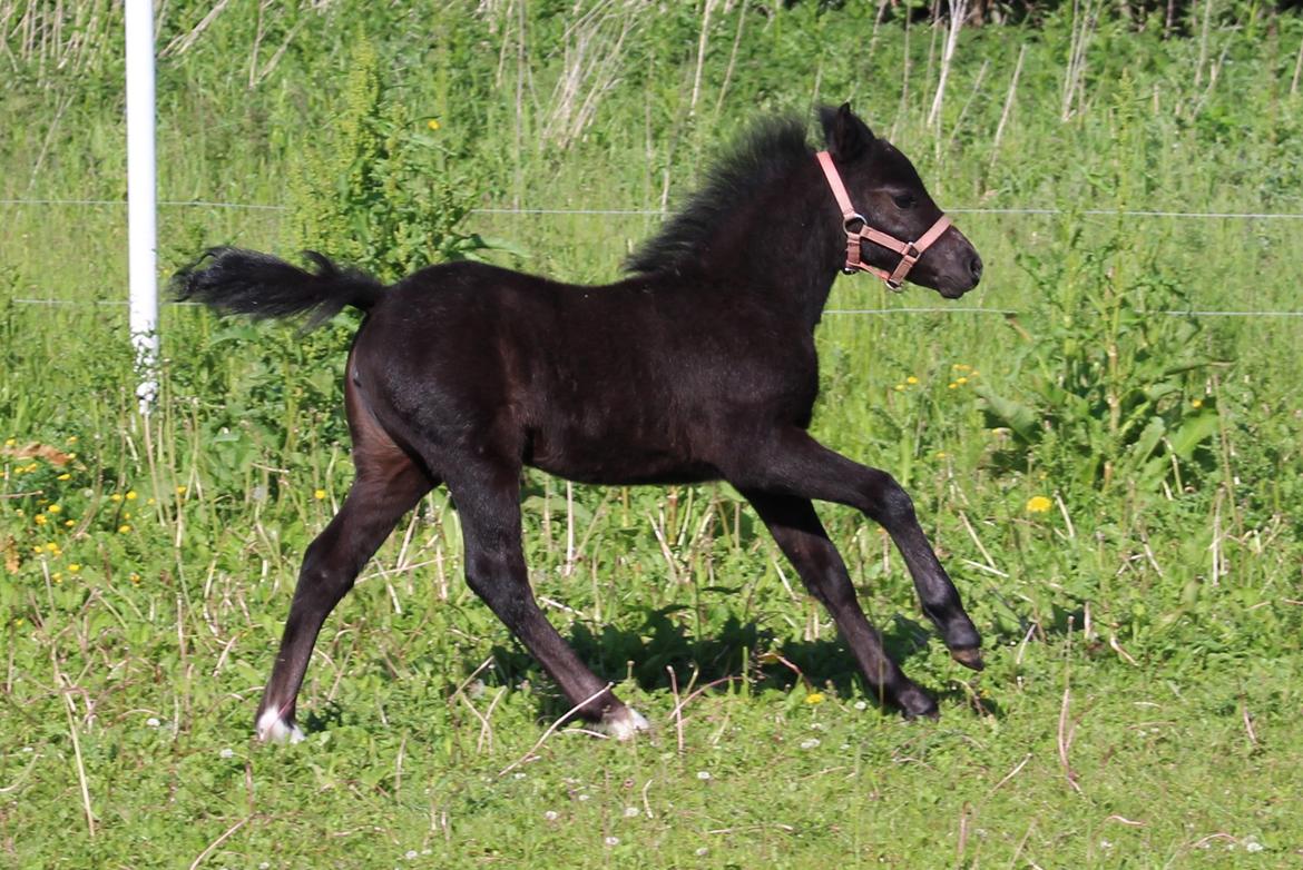 Welsh Mountain (sec A) Laibeks Liva billede 17