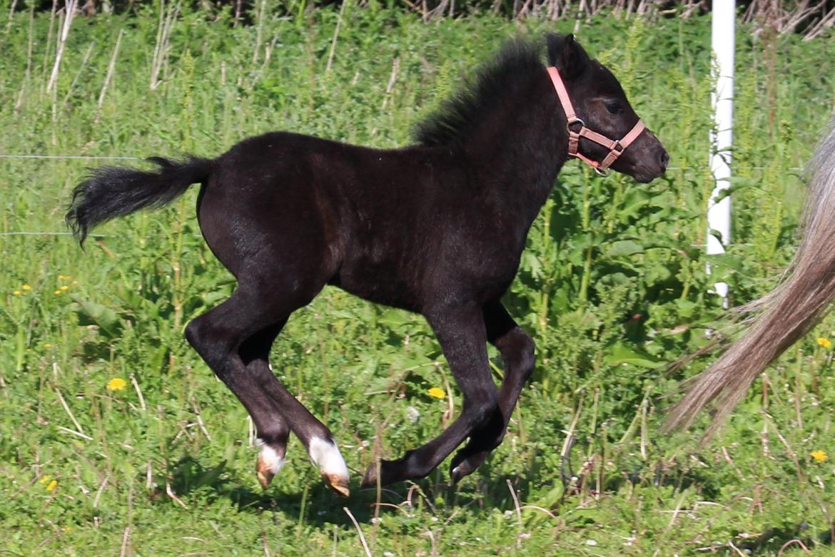 Welsh Mountain (sec A) Laibeks Liva billede 18