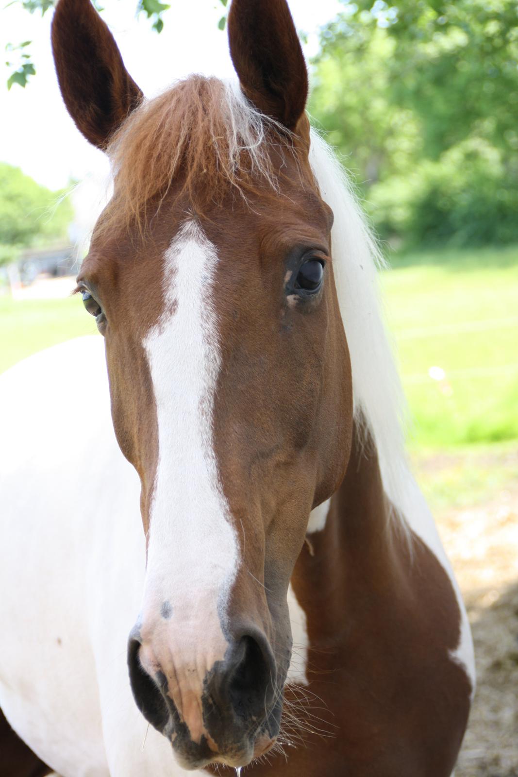 Pinto Katja billede 4