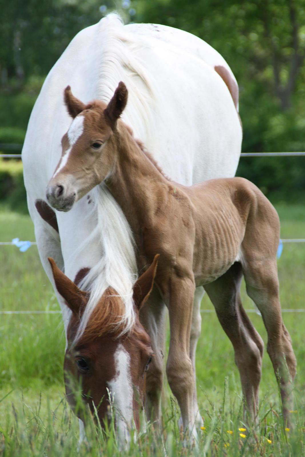 Pinto Katja - Første dag som mor billede 3