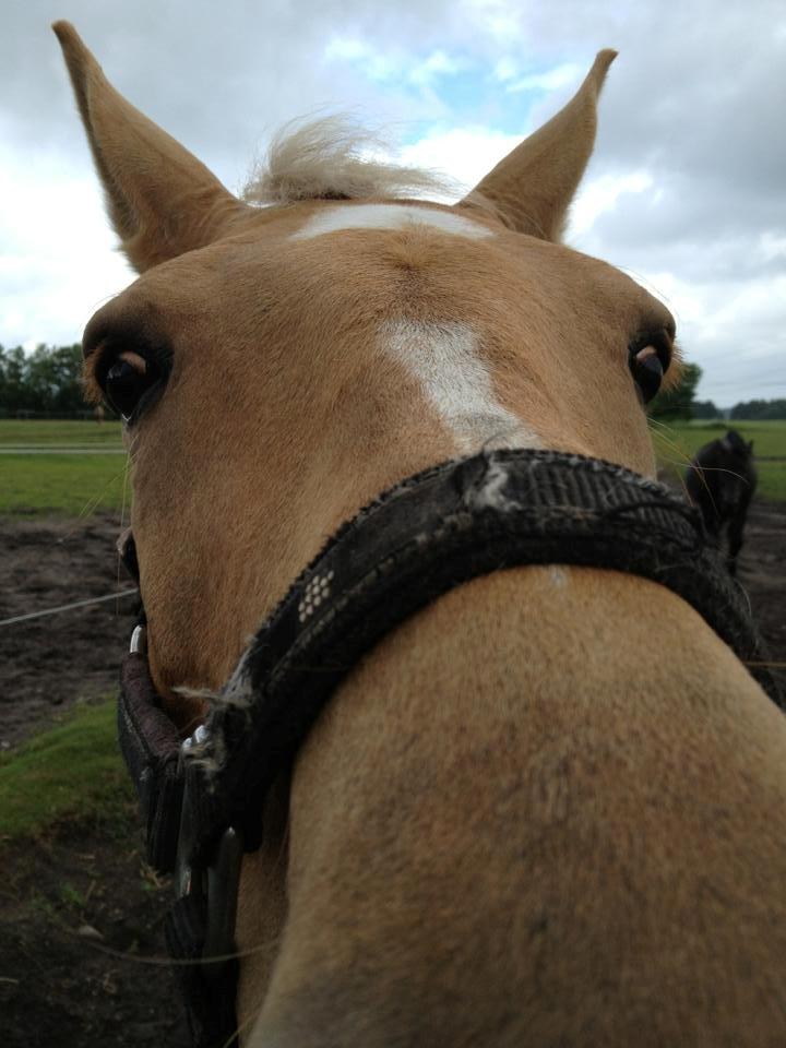 Palomino Chess Stauslykke - Haha, geden Chess ;-) 
Foto: mig billede 14