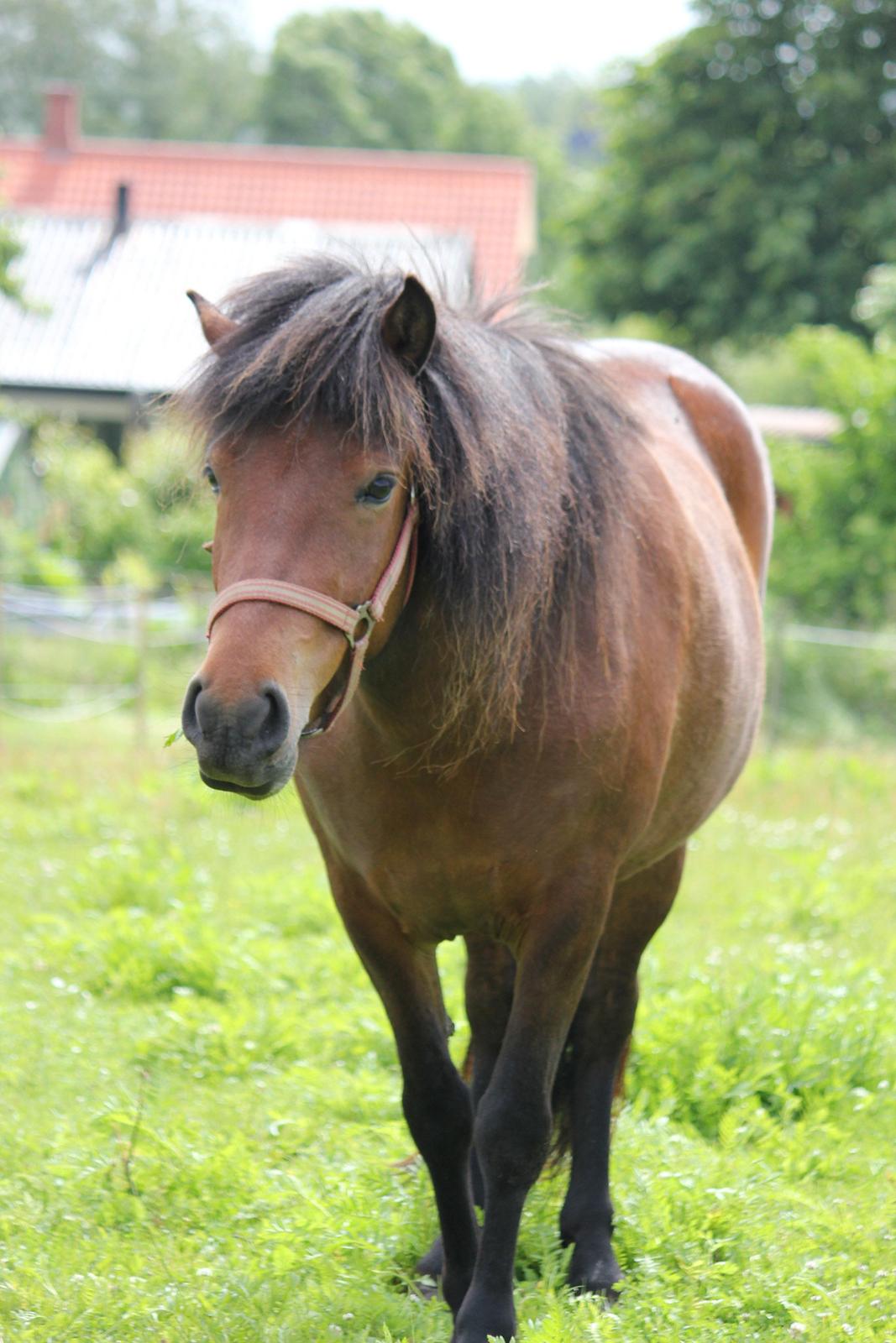 Islænder Kilja billede 8