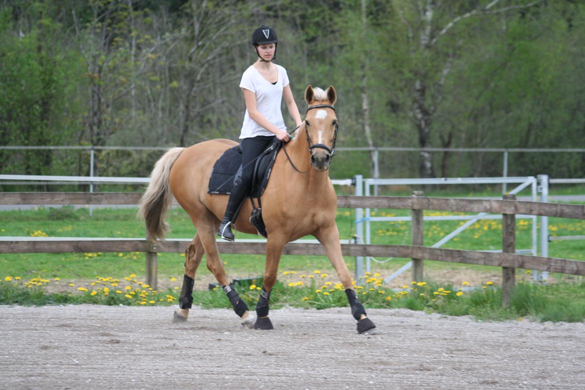 Palomino Chess Stauslykke - Chess Havde fået øje på noget meget spændende ;-)
Foto: Siw billede 3