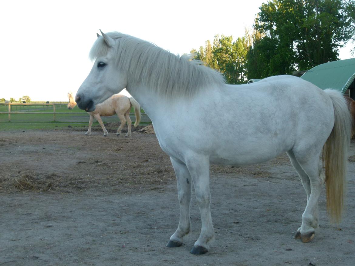 Islænder Áning Fra Fjalli. billede 16