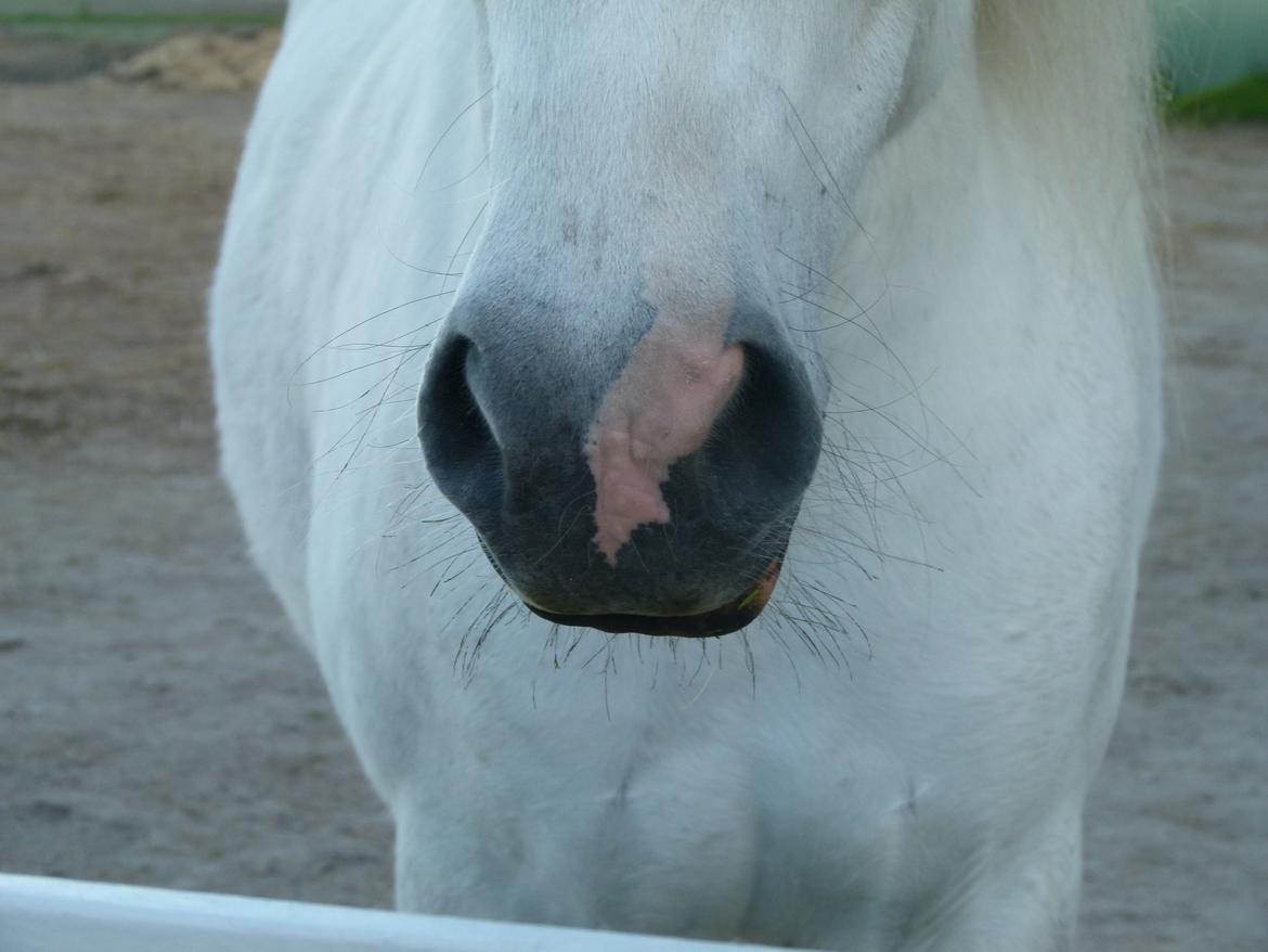 Islænder Áning Fra Fjalli. billede 20