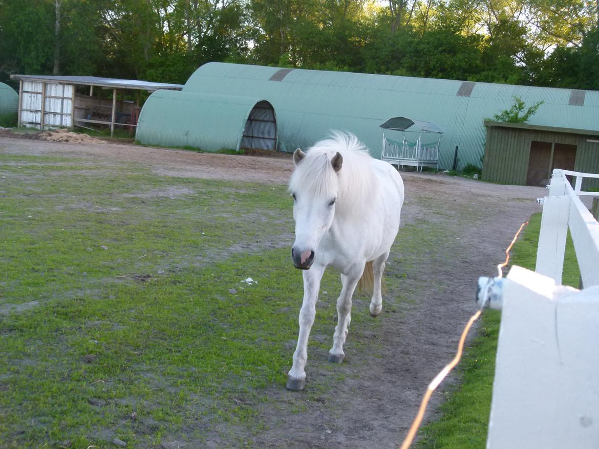 Islænder Áning Fra Fjalli. billede 13