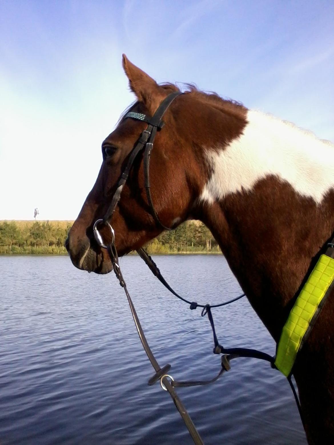 Pinto Freja - 7/10-12 Freja og jeg var på en hyggelig morgentur billede 1