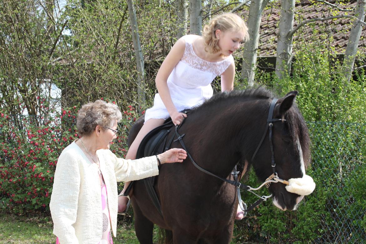Irish Cob Grymyrs Riona av Totentinkers. - Til min kornf. Hun tog det meget roligt og sov igennem det. billede 3