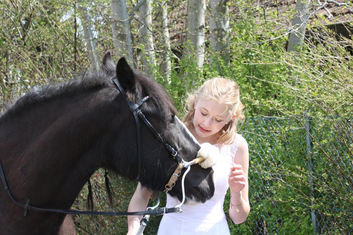Irish Cob Grymyrs Riona av Totentinkers. - Min konfirmation d. 5/5-2013. Jeg græd da jeg så hende. billede 2