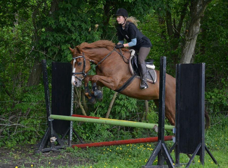 Dansk Varmblod Bæklunds Larissa billede 19