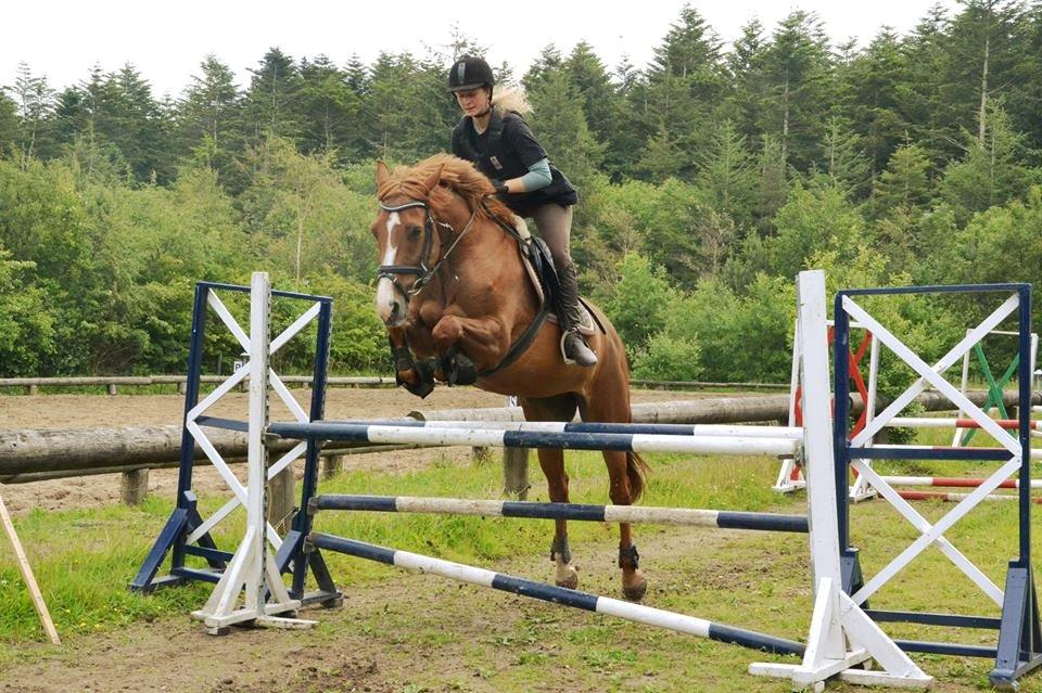 Dansk Varmblod Bæklunds Larissa billede 20