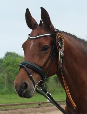 Dansk Varmblod Holstegårds Picachia  - Kommunemester 2013 <3 billede 6