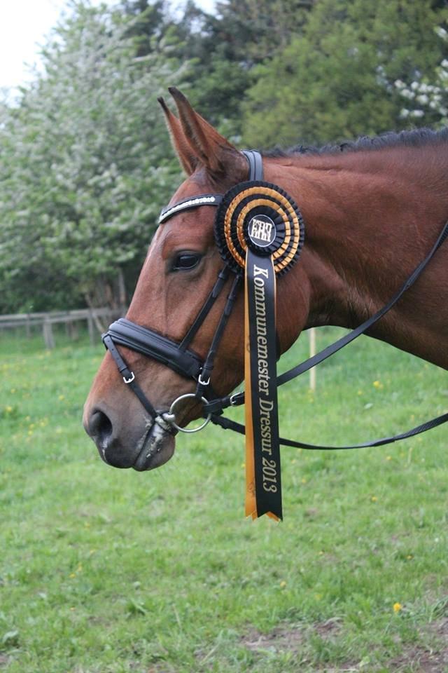 Dansk Varmblod Holstegårds Picachia  - Tak fordi i kiggede forbi - Vi udlever drømmen <3 billede 20