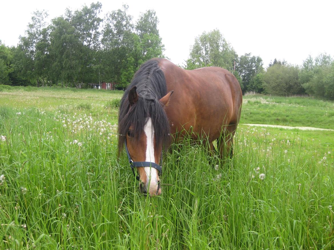 Welsh Pony af Cob-type (sec C) Chopins Obelix billede 8